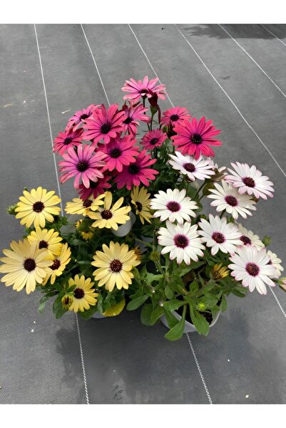 Nura Botanik 3'Lü Bodrum Papatyası Canlı Bahçe Balkon Çiçekleri Saksılı 15-30cm