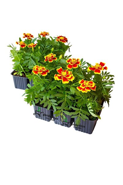 Nura Botanik Turuncu Renk Kadife Çiçeği 5 ADET Saksılı/Tüplü Bahçe Balkon Çiçeği