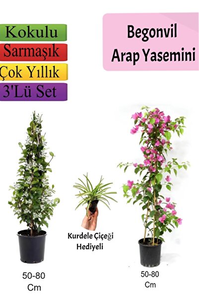 Gardenbox Avantajlı Ürün Arap Yasemini Pembe Begonvil Kurdele Çiçeği