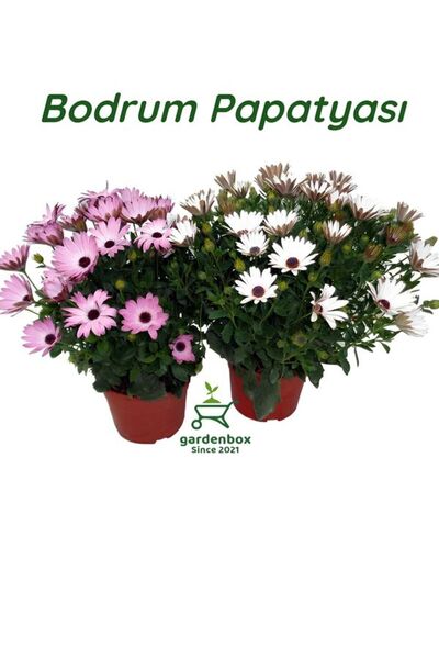 Nura Botanik 2'Li Bodrum Papatyası Çiçeği Beyaz+Pembe Saksılı Canlı Çiçek