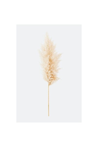 House & Garden Tall pampas grass, 5 pcs, dried and naturally preserved, 120 cm, Beige