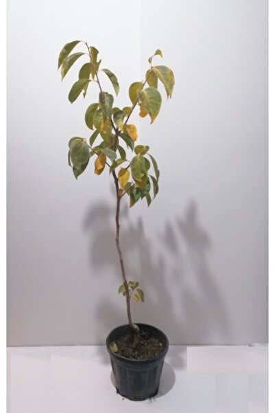 İREMİRA PAZAR Aşılı Cennet Hurması Fidanı Hachiya Cinsi (Trabzon hurması)