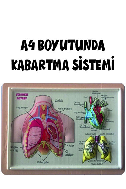 Okul Materyali Kabartma Anatomi Levhası - Solunum Sistemi A4 Boyutlu