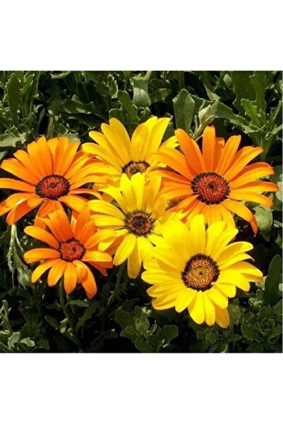 prestijiseed 20 Adet Turuncu Afrika Papatya Çiçeği Tohumu Güneş Şapkası Çiçeğ...