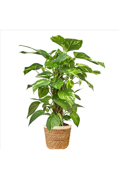 Fidanburada Patos Salon Sarmaşığı - (Epipremnum Aureum) Lane Beyaz Hasır Saksılı
