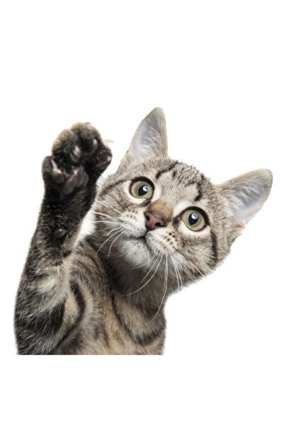 Oracal Autocolant decorativ de perete/fereastră cu pisică 3D, 24 x 24 cm