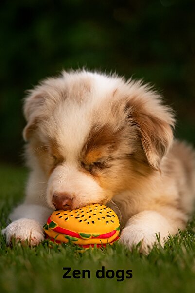 ZENDOG لعبة كلب مفترسة على شكل همبرغر