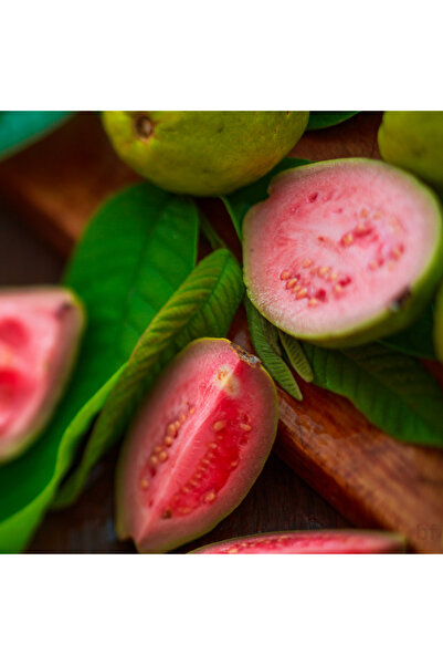 bitkifidan 2 Yaş Guava Fidanı