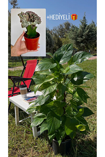 AGAPI Yosun Gövdeli Patos Salon Sarmaşığı-golden Pothos- Dolgun Form Xl+ Euphorbia Kaktüs HEDİYELİ