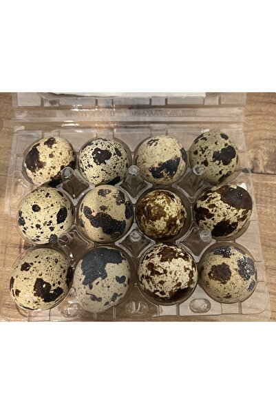 Zmc kuluçka Bıldırcın Yumurtası Kuluçkalık 12 Adet Jumbo Kıbrıs Karışık-Organik Yemelik