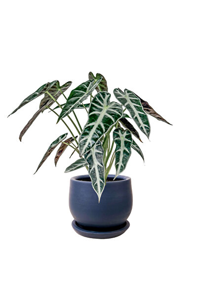 Fidanburada Fil Kulağı (Alocasia Polly) Curvy Antrasit Saksılı