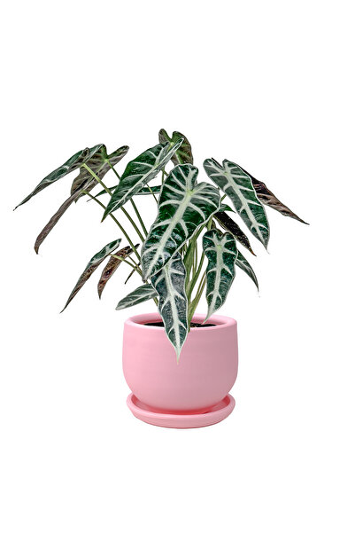 Fidanburada Fil Kulağı Bitkisi - Alocasia Polly- Curvy Pembe Saksılı
