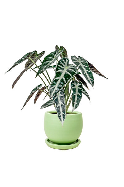 Fidanburada Fil Kulağı Bitkisi - Alocasia Polly- Curvy Yeşil Saksılı