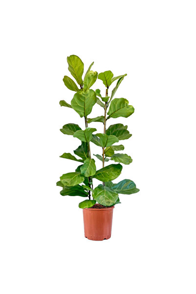 Fidanburada Keman Yapraklı Kauçuk - 2 Gövdeli (Ficus Lyrata)