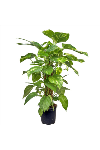 Fidanburada Patos Salon Sarmaşığı - (Epipremnum Aureum)