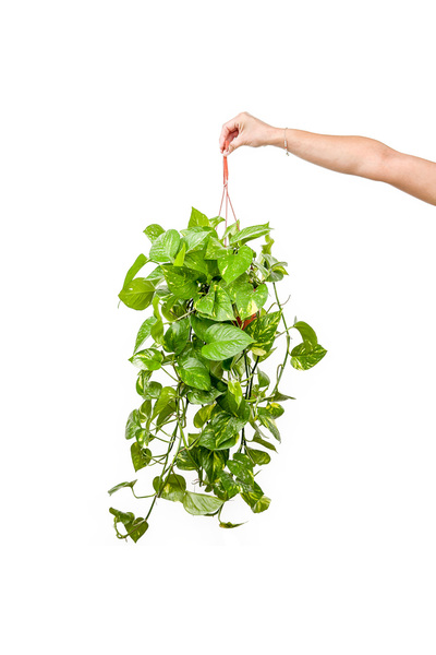 Fidanburada Patos Salon Sarmaşığı - (Epipremnum Aureum) Askılı Saksılı