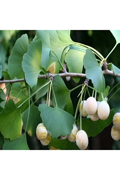 Tüplü Soğuklara Dayanıklı Şifalı Mabet Ağacı Ginkgo Biloba Fidanı