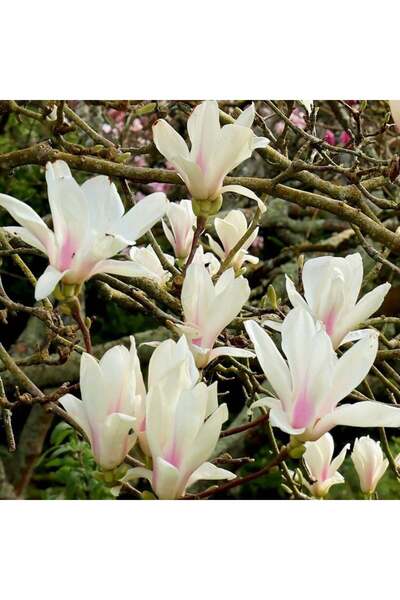 E-fidancim Magnolıa Soulangeana Alba Superba Yoğun Kokulu Beyaz Çiçekli Manolya Fidanı