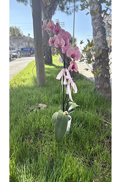 Orkide Çiçekli Bodur Bitkiler