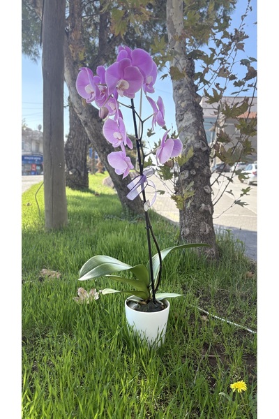 Orkide Çiçekli Bodur Bitkiler