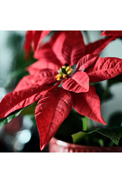 IKEA VINTERFINT Artificial potted plant, in/outdoor Poinsettia/red, 12 cm