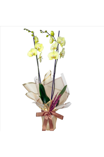 Fidanburada Sarı Orkide (Yellow Orchid) Hediye Paketli