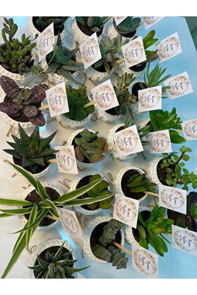 FİDAN PAZARI Ni̇şan Söz Hedi̇yeli̇ği̇ Kupa Model Beton Saksili Sukulent (20 Adet)