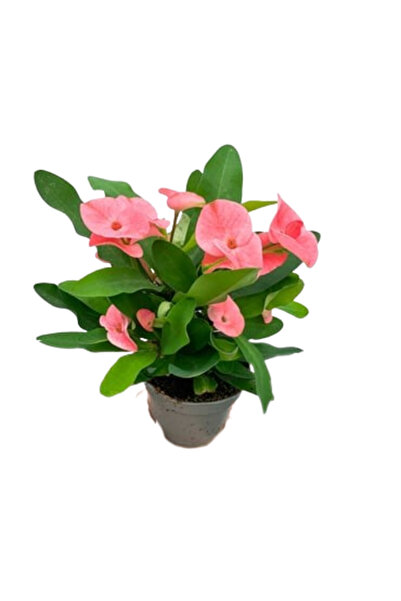 İlkadım Botanik 2 ADET DİKENLER TACI EFORBİA MİLİ (Euphorbia Milii) PEMBE RENK