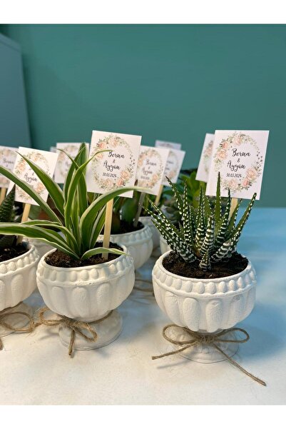 FİDAN PAZARI Ni̇şan Söz Hedi̇yeli̇ği̇ Kupa Model Beton Saksili Sukulent (20 Adet)