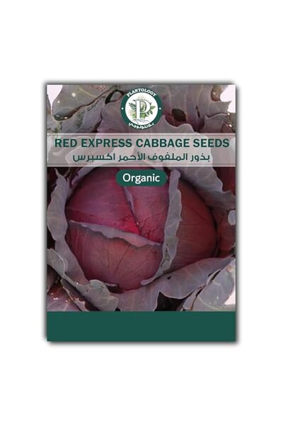 Generic Red Express Cabbage Seeds for Planting – Early Maturing Red Cabbage V...