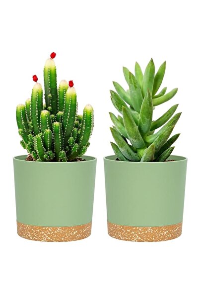 Generic Bukela 5 inch Plant Pot 2 Pack Planters for Indoor Plants with Draina...