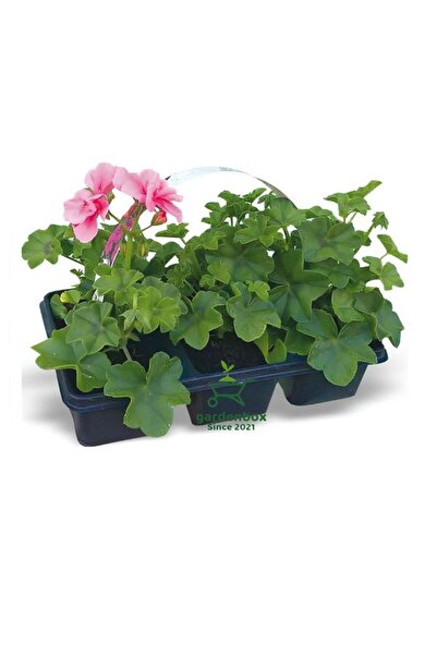 Nura Botanik Pembe Sardunya Fidesi 2 ADET Saksılı 10-25cm Salon Balkon Çiçeği