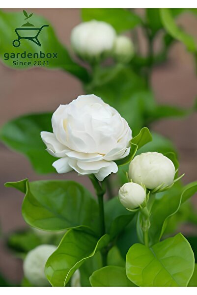 serada decor & plant Katmerli Ful Yasemin Çiçeği Kokulu 1 ADET Saksılı 40-60Cm