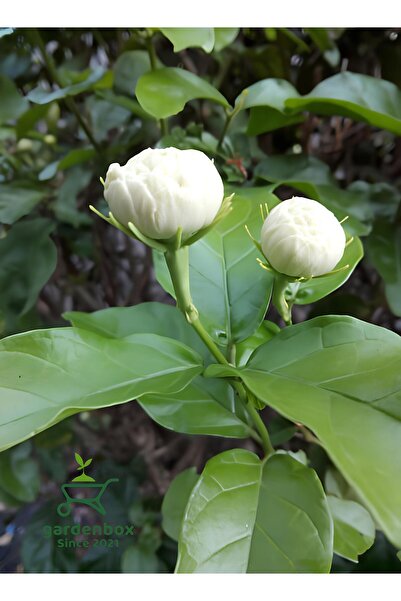 Nura Botanik Harika Kokulu Katmerli Ful Yasemin Çiçeği 1 ADET Saksılı/Tüplü 3...