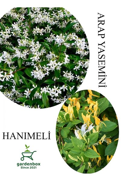 Nura Botanik Arap Yasemini Çiçeği 1ADET Saksılı 30-50cm+Hanımeli Çiçeği 40-70...