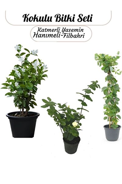 Nura Botanik Saksılı 3'Lü Koku Seti Filbahri - Katmerli Ful Yasemin ve Mis Ko...