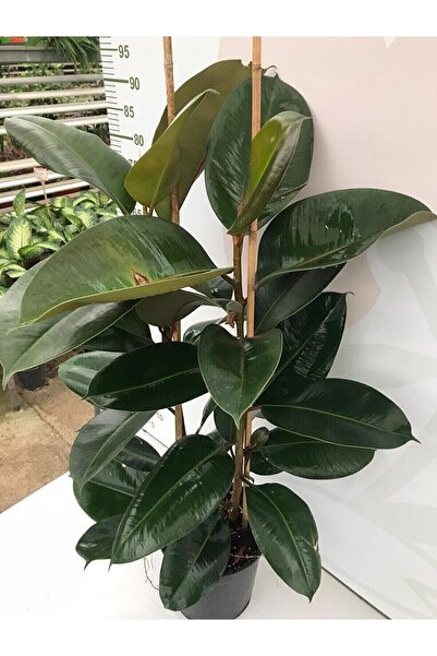 Nura Botanik Kauçuk 2 Li - Ev Ofis Çiçeği