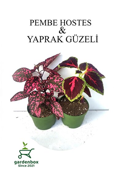 Nura Botanik Pembe Hostes Çiçeği 1 Adet Saksılı+Yaprak Güzeli Çiçeği 1 Adet S...