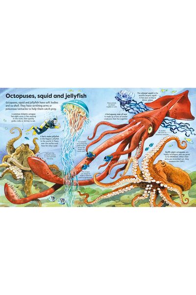 Usborne Big Book of Big Sea Creatures