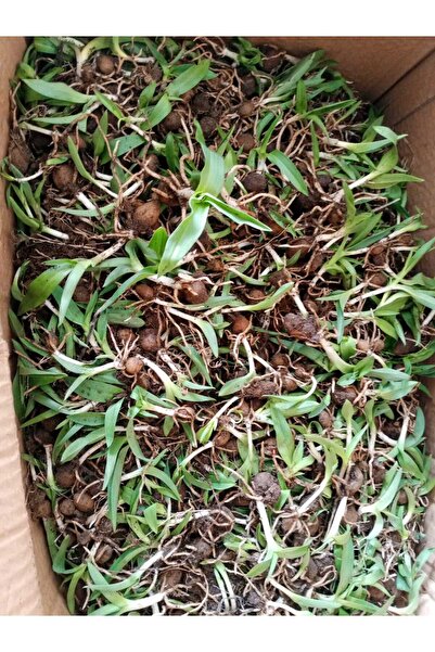 lidersopx SALEP SERAPİES FİDESİ