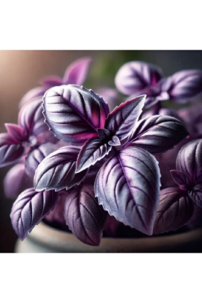 prestijiseed 50 Adet Mor Reyhan Tohumu Mor Fesleğen Tohumu