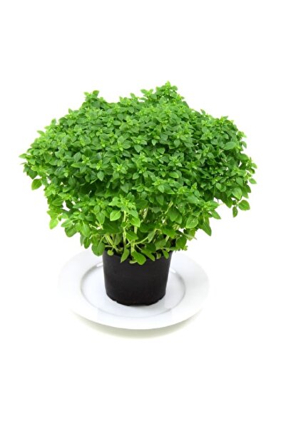 prestijiseed 50 Adet Top Reyhan Tohumu Top Fesleğen Tohumu