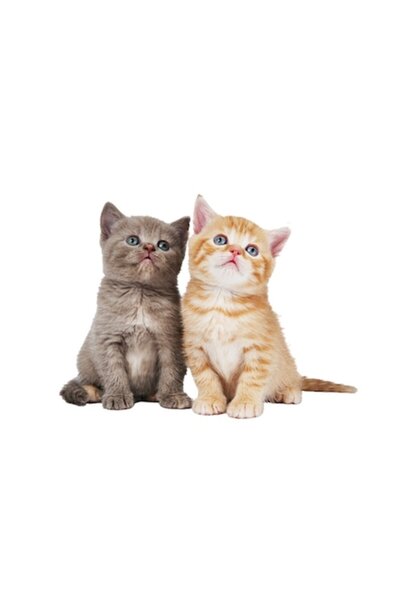 OEM Autocolant decorativ pentru întrerupător - Model pisică 3, 10 cm