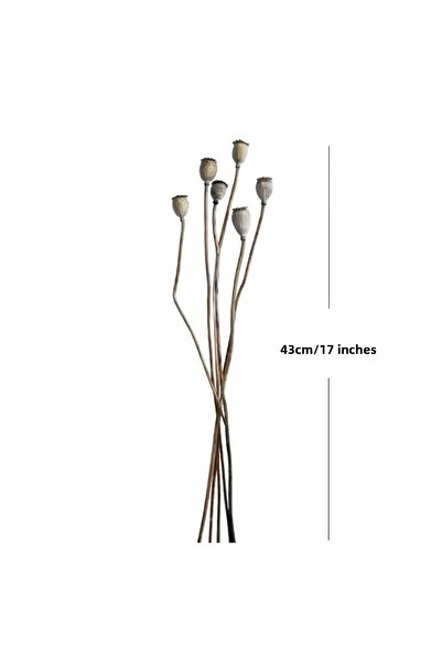 Dekora Çiçek Dried Mini Natural Poppy Pods 6 Branches - Natural