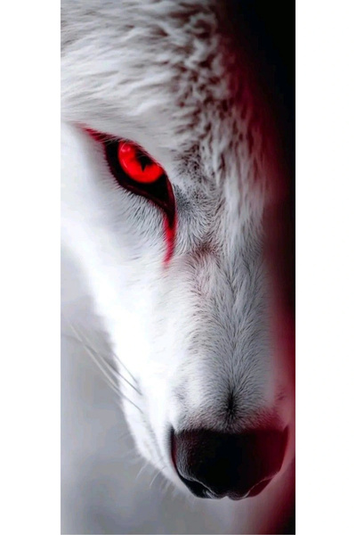 aydın garage Araba Kapı Direk Kaplama Folyosu Kurt