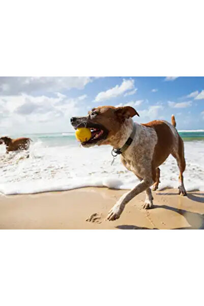 Waboba Παιχνίδι για σκύλους Fetch Water Bouncing Ball 105C06