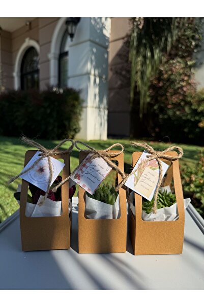 FİDAN PAZARI ÖĞRETMENLER GÜNÜ ÖZEL SÜSLEMELİ HEDİYELİK SUKULENT (KRAFT RENK 20 ADET)