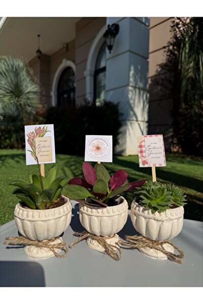 FİDAN PAZARI ÖĞRETMENLER GÜNÜ ÖZEL KUPA MODEL BETON SAKSI HEDİYELİK SUKULENT ...