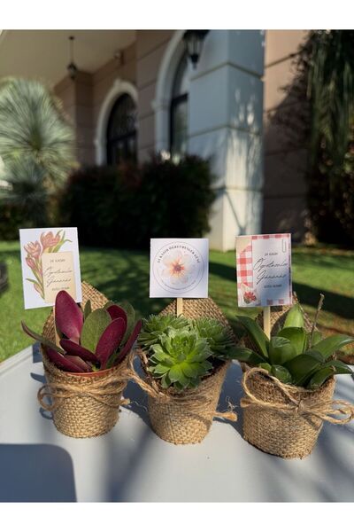 FİDAN PAZARI ÖĞRETMENLER GÜNÜ ÖZEL JÜT SÜSLEMELİ HEDİYELİK SUKULENT ( 20 ADET)