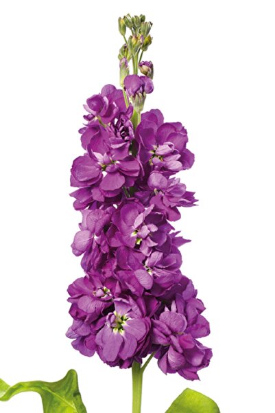 Gardina Şebboy Çiçeği Fidesi Kokulu Blue 10 Adet ( Matthiola Incana )